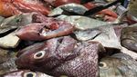Liburan ke Ternate, Cobain Ikan Bakarnya