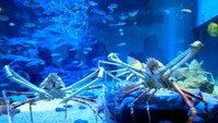 Kepiting raksasa