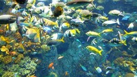 Warna-warni ikan perairan Great Barrier Reef