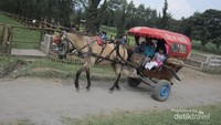 Naik kereta kuda keliling De Ranch