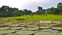 Bunga teratai di Kebun Raya Bogor