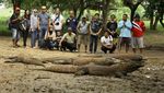 Liburan Naik Komodo di Pulau Rinca