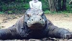 Liburan Naik Komodo di Pulau Rinca