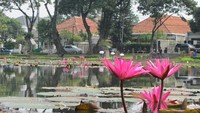 Bunga teratai mempercantik danau (Fitraya/detikTravel)