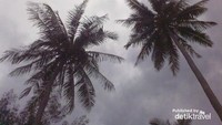 Pohon kelapa di sepanjang garis pantai