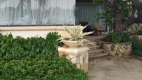 Bentuk lain dari beberapa jenis cottage dihiasi pohon rindang yang teduh membuat liburan semakin pribadi