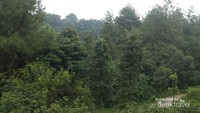 Ranggon Bukit Pinus