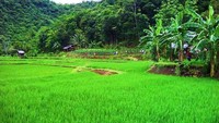 Pemandangan indah di pematang sawah (Yantika Noel - dTraveler)