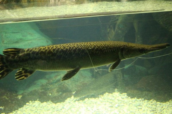 Liburan Seru Minggu Ini, Melihat Ikan Buaya di TMII