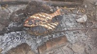 Bakar ikan untuk makan siang
