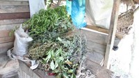 Beberapa dedaunan sebagai bahan pembutan obat tradisional