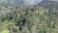 Hutan yang Asri