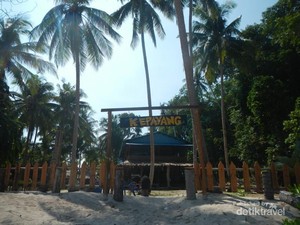 Lihat Tukik Penyu Lucu, Cuma Ada di Pulau Kepayang
