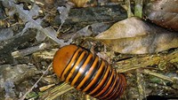 Di Taman Nasional Kutai, Kalimantan Timur, ada lipan raksasa aneh yang bisa bergulung seperti bola. Inilah Sphaeropoeus hercules dari keluarga giant pill milipede.