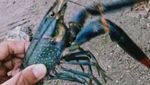 Lobster Danau Toba yang Bikin Penasaran