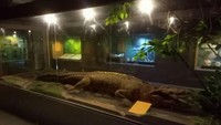 Buaya muara sepanjang 4 meter yang sudah di awet kan