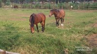 Kuda de Ranch