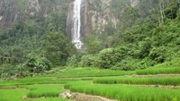 Air Terjun yang berpadu dengan sawah hijau