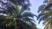 Menggowes sepeda di antara rimbunnya Perkebunan Kelapa Sawit