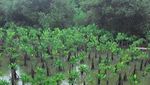 Long Weekend di Jakarta, Yuk Bertualang ke Hutan Mangrove