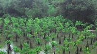 bibit mangrove yang baru ditanam