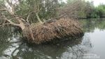 Long Weekend di Jakarta, Yuk Bertualang ke Hutan Mangrove