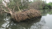 melihat mangrove lebih dalam lagi