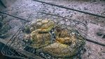 Long Weekend ke Danau Toba, Icip Sedapnya Ikan Mujahir Tombur