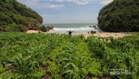 Pantai Kayu Arum (Ngarum) berbatasan langsung dengan ladang