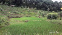 Persawahan di sekeliling pemandian air panas