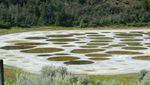 Lucu! Ada Danau Polkadot di Kanada