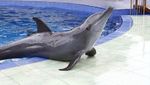 Lucunya Atraksi Lumba-lumba di Batang Dolphins Center, Jateng