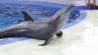 Lumba-lumba siap untuk berfoto (Dok. Batang Dolphins Center)