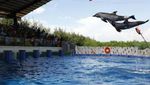 Lucunya Atraksi Lumba-lumba di Batang Dolphins Center, Jateng
