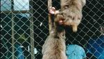 Lucunya Liburan Bersama Monyet di Jepang