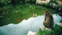 Monyet lucu sedang bersantai di pinggir kolam  (sumber: huffingtonpost.com)