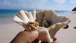 Lukisan Alam Bernama Pantai Sekertaing di Alor