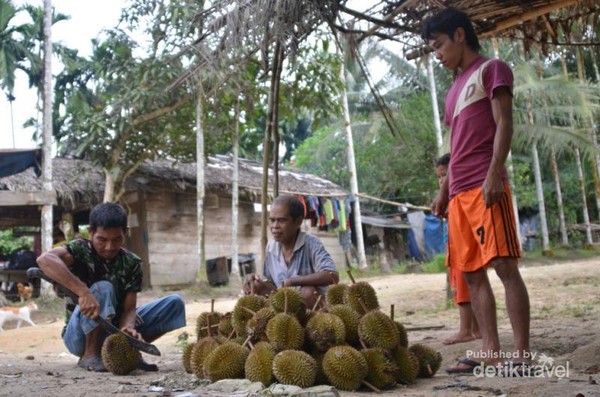 Lutung 'Emas' di TN Bukit Tiga Puluh Riau