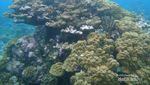 Mabuk Kepayang di Kerajaaan Bawah Laut Wakatobi