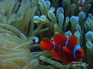 Mabuk Kepayang di Kerajaaan Bawah Laut Wakatobi
