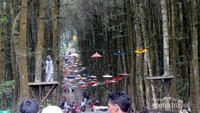 inilah pemandangan hutan cemara di dusun Kragilang, Pogalan Pakis Magelang. Seu khan