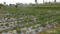 Kebun Stroberi Banyuroto