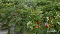 Kebun Stroberi