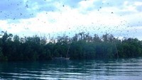 Panorama Pulau Kelelawar saat siang hari (griyawisata.com)