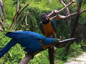 Main Bareng Burung di Fauna Land Ancol