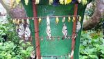 Main Bareng Kupu-kupu di Penang Butterfly Farm