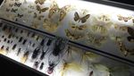 Main Bareng Kupu-kupu di Penang Butterfly Farm