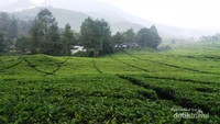 Hamparan kebun teh