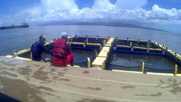 Tempat ikan-ikan antara lain ikan hiu