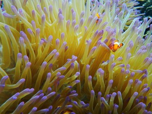 Main Petak Umpet Bersama Ikan Nemo di Pulau Kelagian